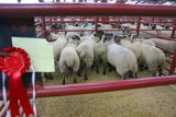 First Prize pen of Suffolk X Lambs